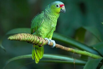 The red-lored amazon or red-lored parrot (Amazona autumnalis), in Costarica forest