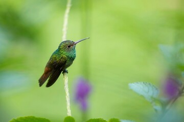 Elvira cupreiceps, Coppery-headed emerald, Kolibřík měděnohlavý sitting on a branch, Costa Rica