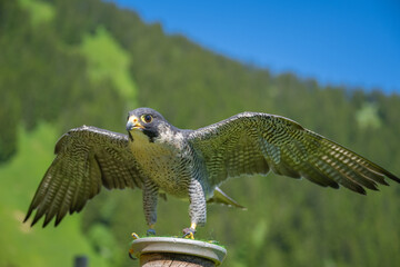 Wanderfalke (falco peregrinus) peregrine (falcon) in Austria