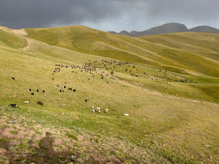 Fototapeta premium The flock of sheep on the green meadow in Kyrgyzstan.