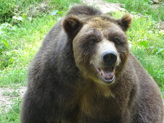 Fototapeta premium Grizzly