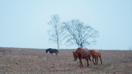 Obraz premium 道産子の親子