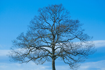 冬の木と青空