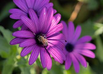 abeja recolectora en flor morada