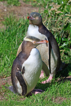 A pair of yellow-eyed penguins at the coust of New Zealands South Island enjoying the summer sun