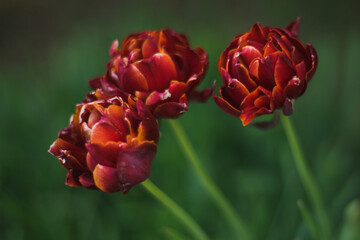 Three red hybrid tulip flowers grow in the spring garden.