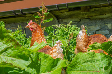 Äußere Alpila Alpe in the Walgau Valley, State of Voralberg, Austria