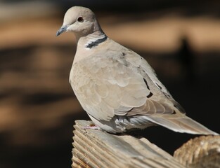 close up of a dove