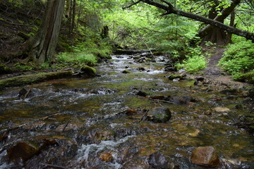 stream in the forest