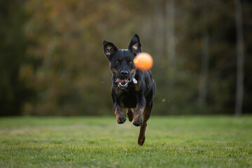dog running in the park and chasing a ball