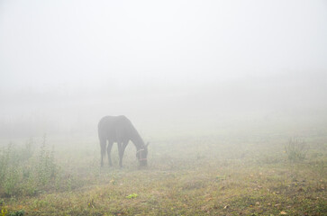 Black horse grazing in a foggy meadow in autumn