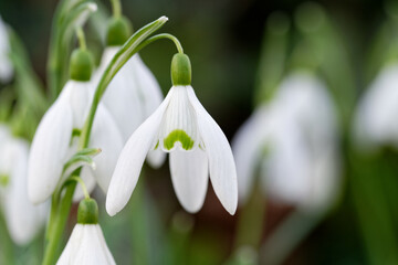 Galanthus close up of a snowdrop mid february