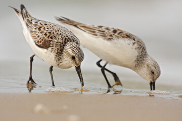 Piovanello tridattilo (Calidris alba) Sanderling