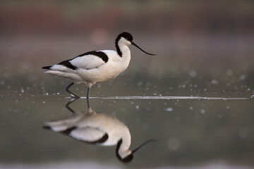 Avocetta (Recurvirostra avosetta) Avocet - Delta del Po - Lido di Volano