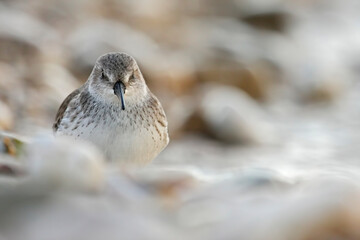 Piovanello pancianera (Calidris alpina) Dunlin - Pineto - Abruzzo