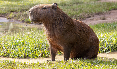 Photograph of a capybara in the park of São José dos Campos, São Paulo, Brazil.	