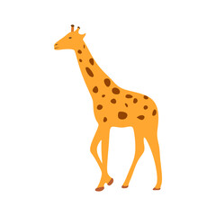 Fototapeta premium Giraffe flat illustration isolated on white background. Cartoon cute giraffe vector illustration