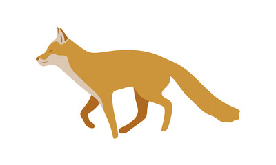 Fox flat illustration isolated on white background. Cartoon cute Fox vector illustration