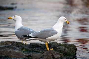 Close-up of Seagulls