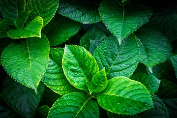 Gardinen Floral background. Green texture hydrangea leaves close up © Евгения Глинская