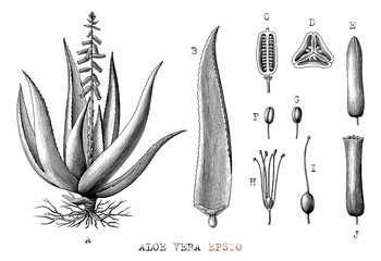Aloe vera botanical hand draw vintage engraving style black and white clip art