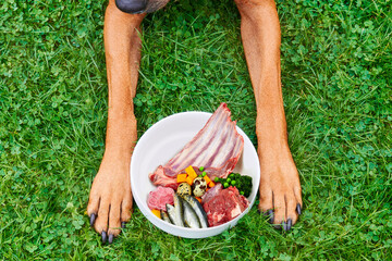 Natural dog food concept Dog next to food bowl with fresh healthy raw food on green grass background 