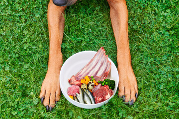 Natural dog food concept Dog next to food bowl with fresh healthy raw food on green grass...