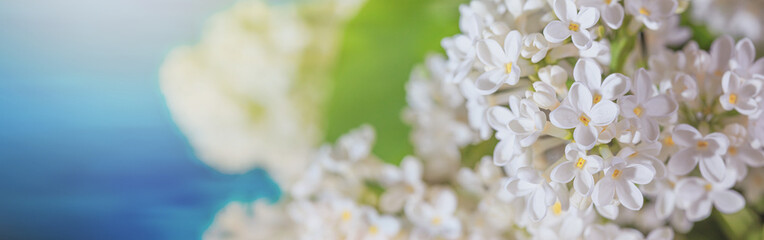 Springtime landscape with branch of blooming white lilac flowers, background. Romantic banner with free copy space for text
