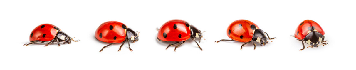 Set of seven-spot ladybirds, Coccinella septempunctata, macro photography, extreme close up photography, isolated on white background