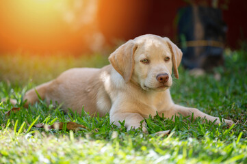 Portrait of laying labrador puppy
