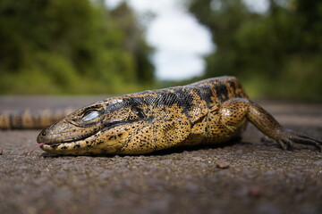 Gold tegu, Teiidae family. Run over by car on the road between Presidente Figueiredo and Balbina. Amazon, Brazil.