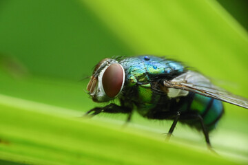 Calliphora vomitoria is a type species of the genus Calliphora