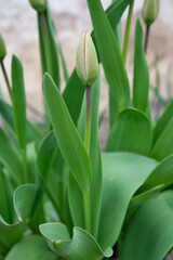 Green, not yet blossoming bud of a spring tulip among green stems and leaves of flowers. Selective focus. Spring garden, first flowers