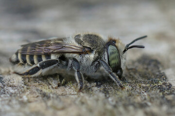 Close up on a female silver colored leafcutter bee, Megachile pilidens on a piece of wood