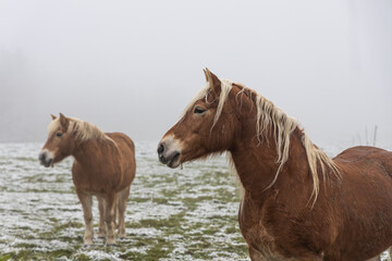 Two Beautiful red horses against the backdrop of hills in a cloudy winter day