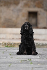 un chien de race cocker spaniel noir