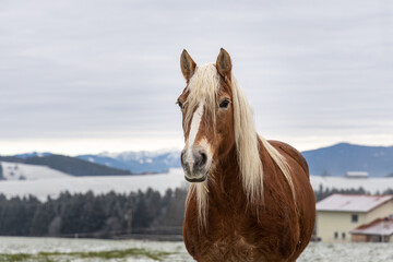 Fototapeta premium Beautiful red horse against the backdrop of hills in a cloudy winter day