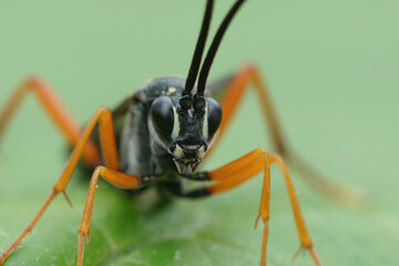 Detailed facial closeup on a Large Ichneumonid wasp, Buathra laborator, sitting on a green leaf