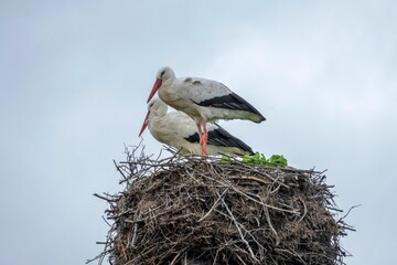 Pareja de cigüeñas en Galicia