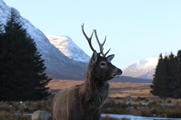 Deer In Front Of Mountains
