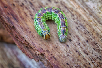 A caterpillar sphinx pinastri lives on pines and eats needles.