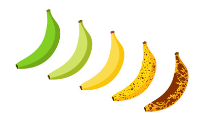 Fototapeta premium Banana ripeness fruit illustration green mature bad food. Banana ripe vector icon