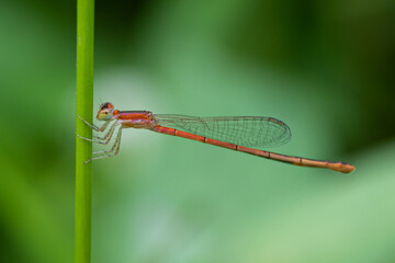 Needle dragonflies are insects that belong to the order Odonata, suborder Zygoptera