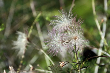 Apachenpflaume (Fallugia paradoxa) - Samenstand