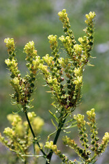 Raute (Ruta montana) im Botanischen Garten
