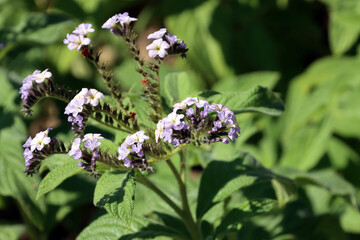 Garten-Sonnenwende (Heliothropium corymbosum)