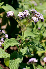 Garten-Sonnenwende (Heliothropium corymbosum)