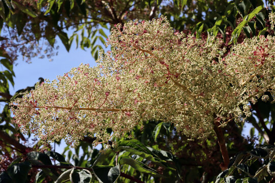 Chinesischer Angelikabaum (Aralia chinensis)