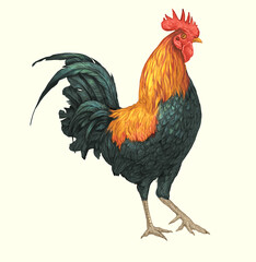 Cock bird farm red morning alarm