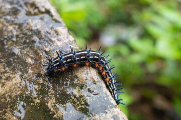 form of the Doleschallia bisaltide caterpillar